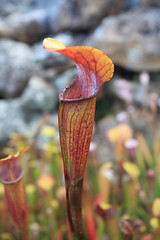Image showing Trumpet: Pitcher Sarracenia Leucophylla Red