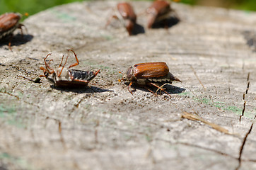 Image showing cracked stump edge crawling beetles spread wings 