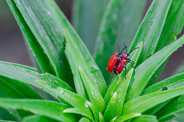 Image showing scarlet lily bettles mating on dewy plant leaves 