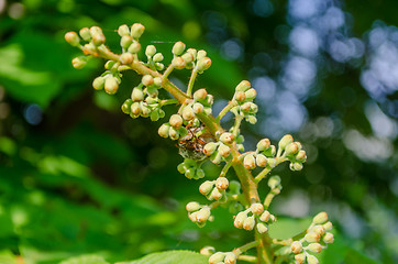 Image showing green spring chestnut inflorescence with buds  