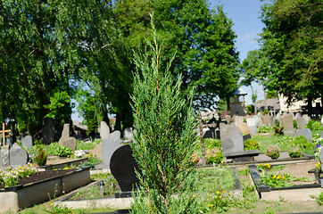 Image showing coniferous bush blur cross and graves in cemetery 