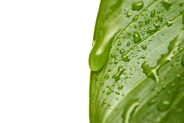 Image showing water droplets on leaf