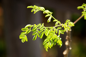 Image showing small moringa leaves growing