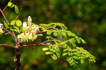 Image showing young moringa tree with leaves and flowers