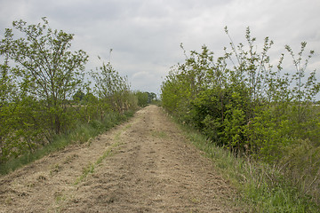 Image showing Walking on dry grass on the embankment of the senio river