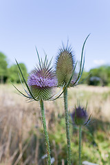 Image showing Thistle