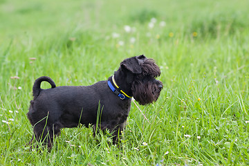 Image showing Miniature black schnauzer