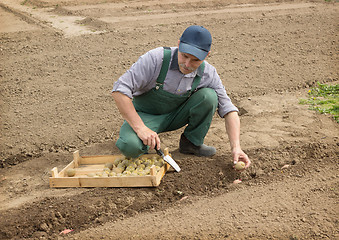 Image showing Happy farmer manually put the potatoes in the furrow