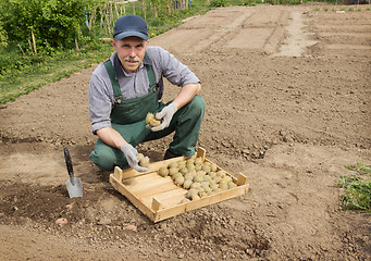 Image showing Happy farmer is preparing to plant potatoes