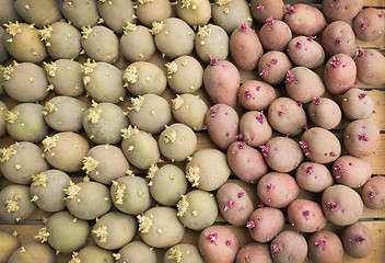 Image showing Red and yellow sprouted potatoes in a box