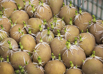 Image showing Many germinated potato in a box