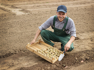 Image showing Happy farmer planting potatoes