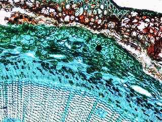 Image showing Pine Wood micrograph