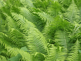 Image showing Ferns leaves