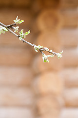 Image showing village spring