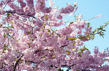 Image showing spring blossom tree