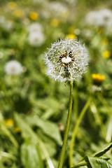 Image showing Dandelion head with seeds on the meadow