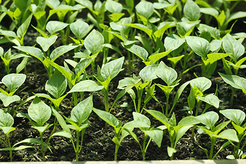 Image showing Bell pepper seedlings before planting in soil