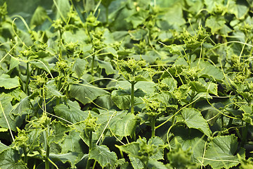 Image showing Rapidly growing cucumber seedlings