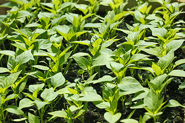 Image showing Sweet pepper seedling rows before planting
