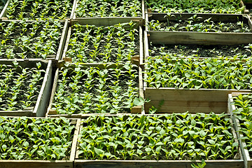 Image showing Sweet pepper seedlings sown in the wooden boxes