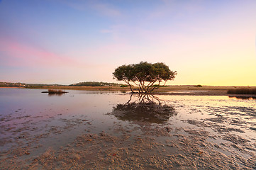 Image showing Lone Mangrove Tree