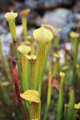 Image showing Yellow Trumpet Pitcher Sarracenia flava