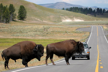 Image showing bison crossing the road in yellowstone