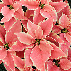 Image showing Pink Poinsettia Flowers