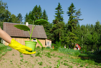 Image showing female hand with glove hold eggplant seedling pot  