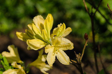 Image showing bright yellow big magnolia blossom on backyard  