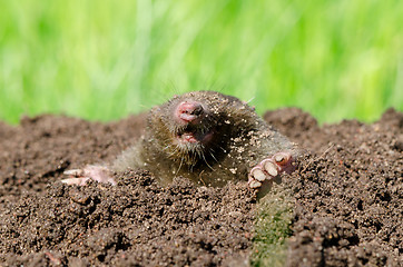 Image showing Mole head in soil. 