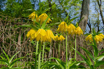 Image showing Fritillaria imperialis in spring garden  