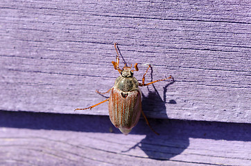 Image showing dor chafer bug crawls on wooden purple surface 