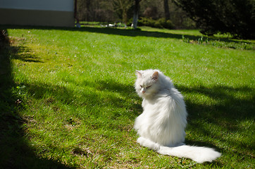 Image showing white long hair cat sits in the meadow  