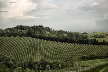 Image showing Emilia Romagna vines hills