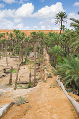 Image showing Oasis Al Haway Oman