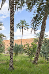 Image showing Oasis Al Haway Oman