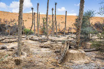 Image showing Oasis Al Haway Oman