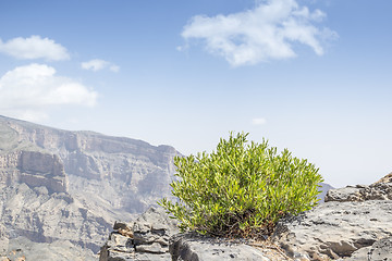 Image showing Green bush Jebel Shams