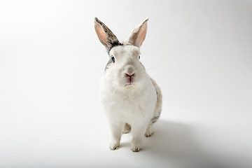 Image showing Rabbit on white