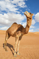 Image showing Camel in Wahiba Oman