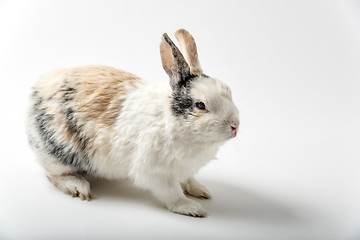 Image showing Rabbit on white