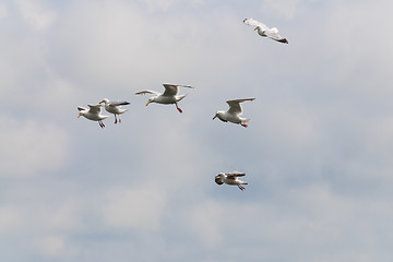 Image showing Flying seagull