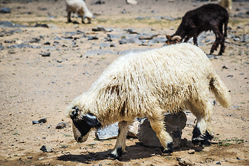 Image showing Sheep Jebel Shams