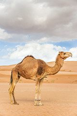 Image showing Camel in Wahiba Oman