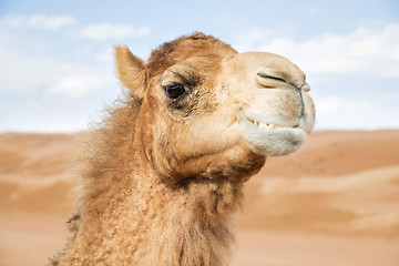 Image showing Camel in Wahiba Oman
