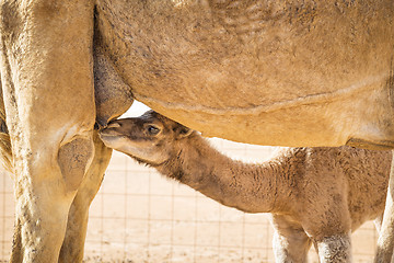 Image showing Suckling camel calf in Wahiba Oman