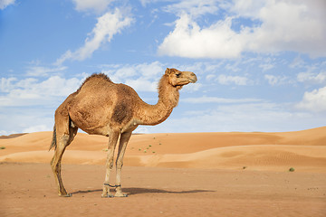 Image showing Camel in Wahiba Oman