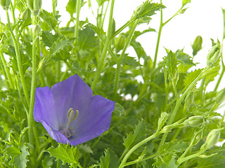 Image showing bluebells - macro of Campanula carpatica